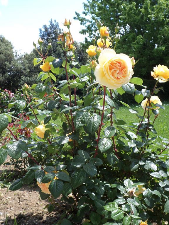 Tenuta Villa Rocchi Torrita di Siena Eksteriør bilde