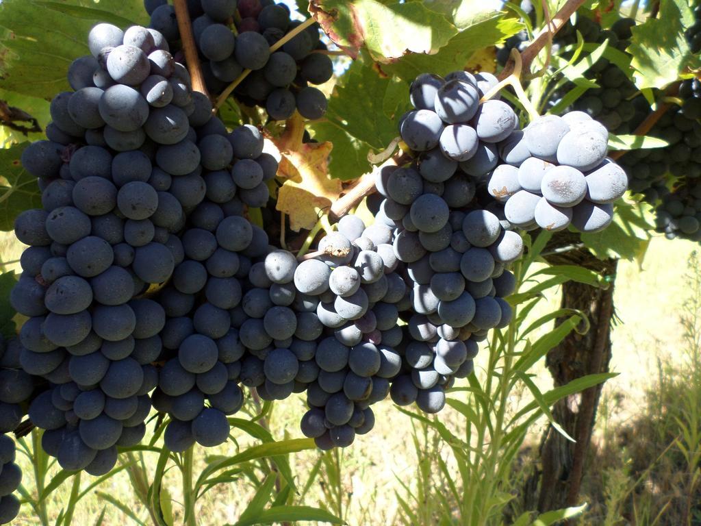 Tenuta Villa Rocchi Torrita di Siena Eksteriør bilde